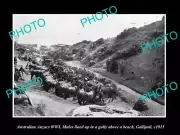 OLD HISTORIC PHOTO OF WWI MILITARY AUSTRALIAN ANZACS MULES AT GALLIPOLI 1915