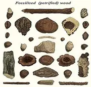 Fossilised (Petrified) Wood Vintage Art Reproduction by Buyenlarge One of Many Rare and Wonderful Images Brought Forward in time I Hope They Bring You Pleasure Each and Every time You