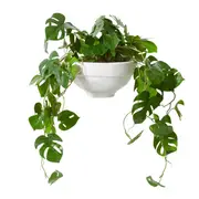 [James Lane] Monstera Ayanda Paper Mache Vessel White - 35cm x 35cm x 45cm