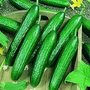 Lebanese Cucumber 10+ Seeds Heritage Vegetable Garden Smooth Burpless