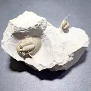 Rare Scabriscutellum & Diademaproetus Trilobite Fossils – Jebel Issimour