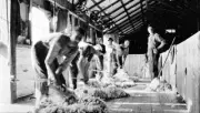 Shearers work on 'Woolondoon'Hay District New South Wales 1925 OLD PHOTO