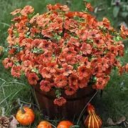 Moslyn Artificial Fake Fall Plants Flowers for Outdoor Outside 12 Bundles Faux Daisy Realistic UV Resistant for Planter Porch Patio Garden Decoration (Fall Orange)