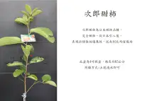 在飛比找Yahoo!奇摩拍賣優惠-心栽花坊-次郎甜柿/甜柿/柿子品種/嫁接苗/水果苗/售價18