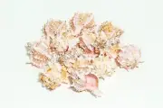 Pink Murex Phyllonotus erythrostomu Hermit Crab Sea Shell 3"-3 1/2"(8 pcs)#JC-40