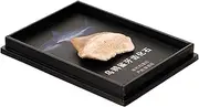 OSOLADY Geology Decor Paleontology Ornaments Desk Decor for Science Enthusiasts
