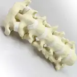 (ENOVO-190) 骨科SAWBONE骨教學人體頸椎模型醫學骨科手術仿真骨