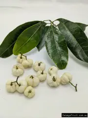 Buy White Aspen/Lemon Aspen Rainforest Trees (Acronychia oblongifolia)