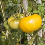 Tomato - Sunray (Golden Orange) seeds