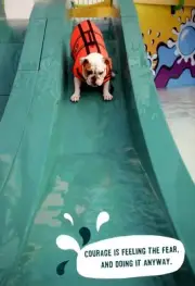 Encouragement Bulldog On Slide Courage To Move Forward Hallmark Greeting Card