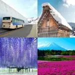 【新魅力旅遊-立山黑部動感雪牆】粉蝶花+紫藤花+富士芝櫻白川鄉合掌村(長榮/含稅/六日)