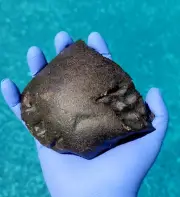 Meteorite**NWA Unc.; Flight Oriented Individual**1040.20 grams, Highest Quality!