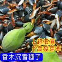 在飛比找蝦皮購物優惠-💥💥【沉香種子】新採收沉香樹種子 海南沉香木樹種子 名貴樹種