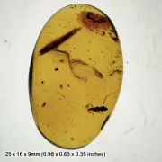 Burmese Cretaceous Amber with Unidentified Bug, UV Fluorescent, Genuine