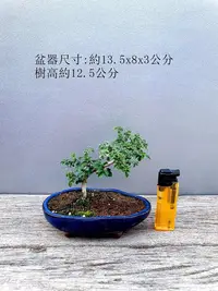 在飛比找Yahoo!奇摩拍賣優惠-(小葉) 埔姜 黃荊 不驚茶 牡荊 埔姜仔 盆栽 盆景