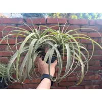 在飛比找蝦皮購物優惠-空氣鳳梨 桃紅 卡比他他  Tillandsia capit