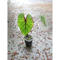 在飛比找蝦皮購物優惠-🎍蒔園🎍法老王面具水芋 Colocasia Pharaoh'