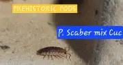 Muli Species Isopod Clean Up Crew With Springtails In Cup 100 Each