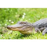 Save 15.02%! New Orleans Swamp and Bayou Sightseeing Tour with Transportation