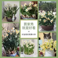 在飛比找蝦皮購物優惠-【水仙花種球】極品水仙花球根 耐寒冬季觀賞花卉土培水培水仙花