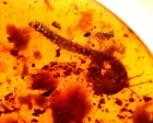 Cretaceous Curled Millipede in Burmite Amber Fossil Gemstone Dinosaur Age