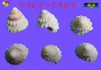 在飛比找Yahoo!奇摩拍賣優惠-寶物石坊】貝殼026~花斑鐘螺~沒有經過加工處理~寄居蟹替換