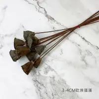 在飛比找松果購物優惠-3-4CM進口乾燥天然蓮蓬-乾燥花圈 乾燥花束 不凋花 拍照