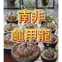 在飛比找蝦皮購物優惠-↠有植感↞ ▮南非龜甲龍▮ 實生南非龜甲龍 塊根 龜甲龍 南