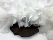 2 Yards - White Turkey Flat Feather Boa 150 Gram Mardi Gras Wedding Heavyweight