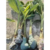 在飛比找蝦皮購物優惠-越南臘香蕉苗 cây giống chuối sáp con