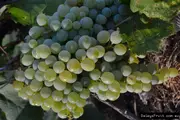 Buy Grape Golden Muscat Vine - Vitis vinifera
