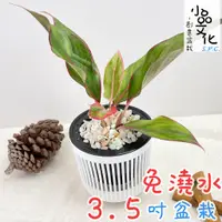 在飛比找蝦皮商城優惠-【小品文化】極光蔓綠絨【現貨】3.5吋條紋免澆水盆栽 室內植