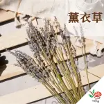 【極度花燥】乾燥薰衣草(花材)