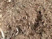 garden mulch