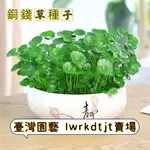 台園 【開發票】收據 免運 【銅錢草草籽種子】 四季易種 招財盆栽室內好養活種籽水培植物