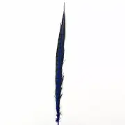 20" to 30" Lady Amherst Pheasant Side Tail Feather - Royal Blue ((SECONDS))