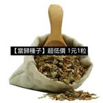 🔥🔥🔥【當歸種子】✨超低價 １元１粒✨ 藥用種子 四季種植 高產量易種植 可食用 發芽率高