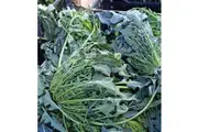 Broccoli 'Italian Spigariello' seeds