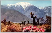 c1960s Rugged Snow-Capped Mountain Cacti 8.5"x5.5" Vintage Large Giant Postcard