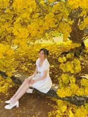 Yellow apricot blossom - 10 Seeds for Planting - Symbol of Tet in Vietnam