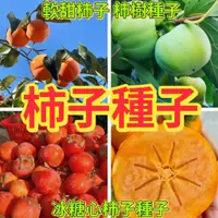 在飛比找蝦皮購物優惠-🔥柿子樹種子🍓冰糖柿子 軟柿軟甜柿子種子 日本甜柿種子磨盤柿