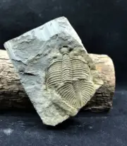 Silurian invertebrate coronocephalus trilobite fossils specimen #2