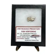 Cretaceous Predatory Fish Vertebrae