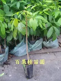 在飛比找Yahoo!奇摩拍賣優惠-百果種苗園※桃花心木（缺貨）─造林專用樹