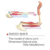 在飛比找蝦皮購物優惠-SMD021肘關節 醫學模型