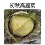 初秋高麗菜種子0.5公克(約80粒) 初秋甘藍 梨山高麗菜 一代交配
