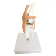 Dog Skeleton Model, Dog Knee Joint, Dog Joint, Dog Ligament Function Model, Dog Skeleton, Dog Skele Photo Color
