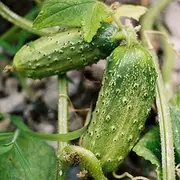 National Pickling Cucumber 15 Seeds