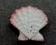 Mirapecten moluccensis 30.5 mm F+++/GEM Albino PINKISH Collection"