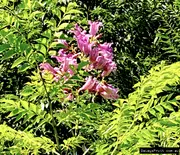 Buy Port Wine Jacaranda Trees in Australia (Jacaranda semiserrata)